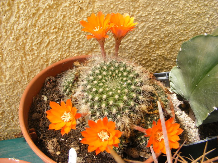 6.Cactus15a - 6_Iunie 2014