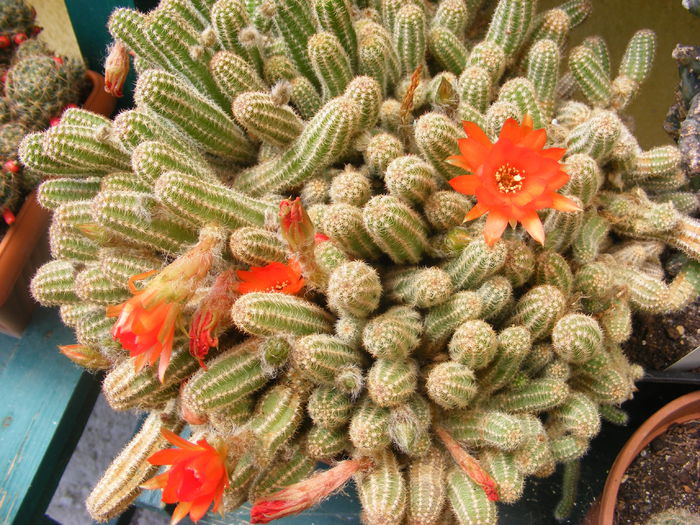 6.Cactus16a - 6_Iunie 2014