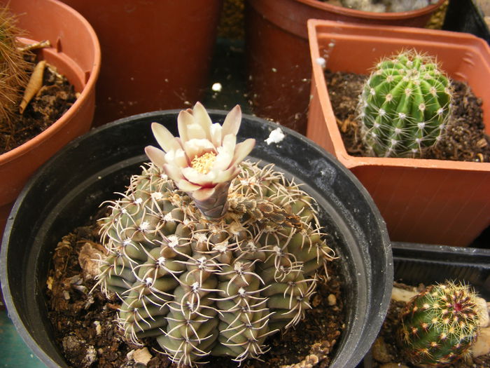 6.Cactus17a - 6_Iunie 2014