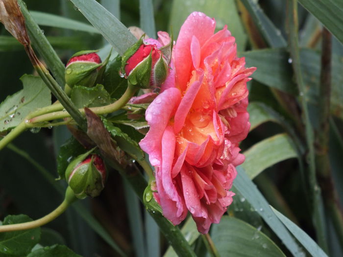 01.07.2014c - Christopher Marlowe