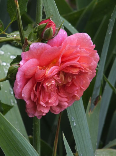 01.07.2014d - Christopher Marlowe