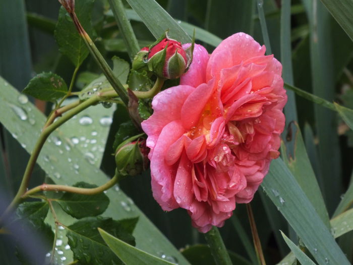 01.07.2014e - Christopher Marlowe