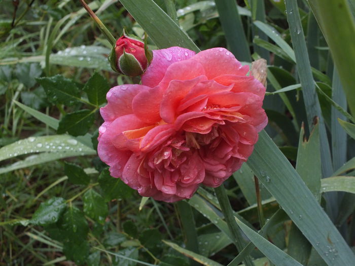 01.07.2014f - Christopher Marlowe