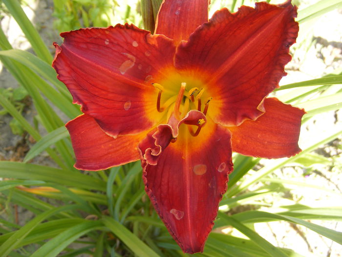 6.Hemerocallis1a - 6_Iunie 2014