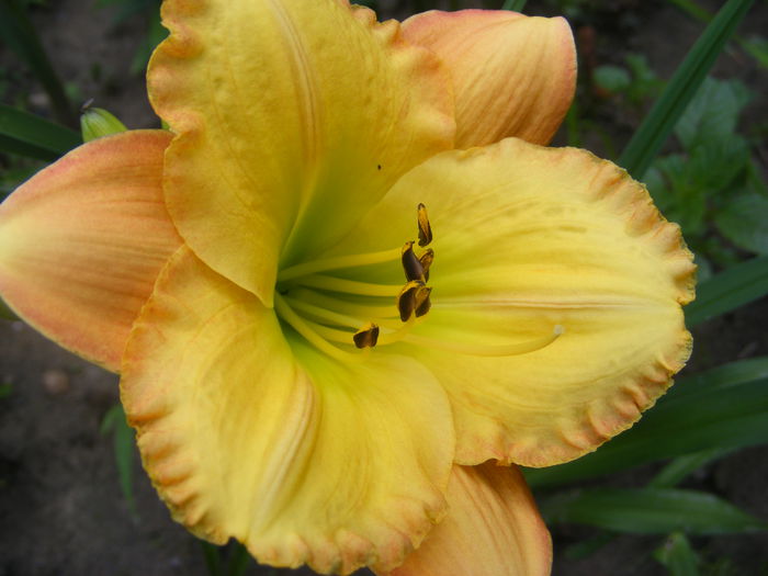 6.Hemerocallis5d - 6_Iunie 2014