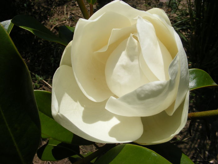 6.Magnolia grandiflora5 - 6_Iunie 2014