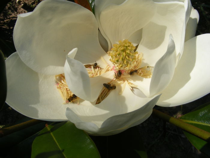 6.Magnolia grandiflora12