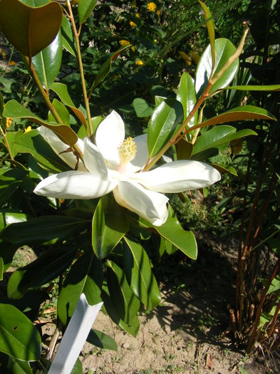 6.Magnolia grandiflora16