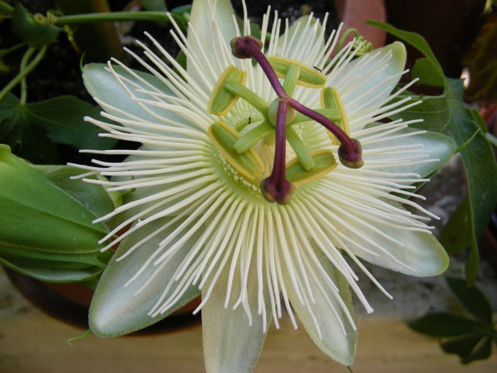 6.Passiflora1a - 6_Iunie 2014