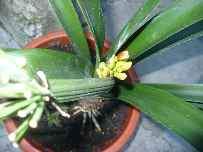 Clivia cirthanthyflora - Diverse floricele