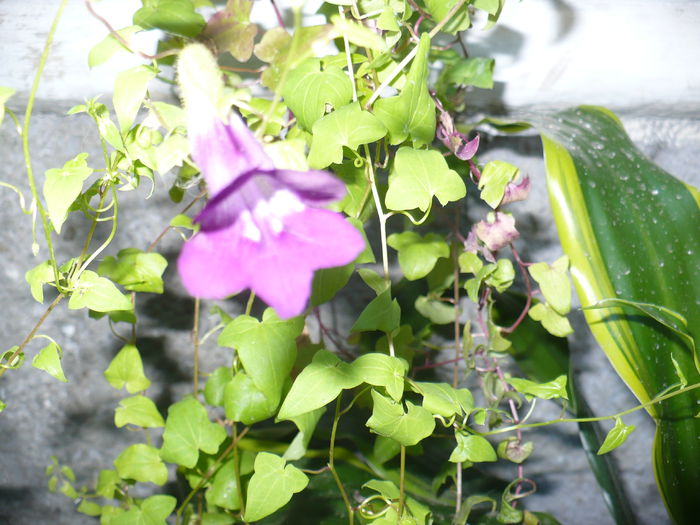 Asarina - Diverse floricele