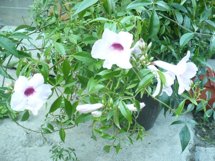 flori Pandoreea