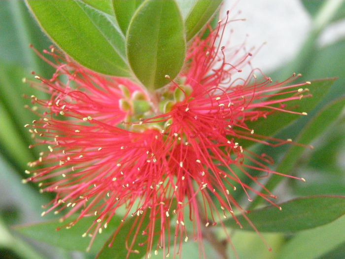 P7010065-Callistemon - Mai speciale