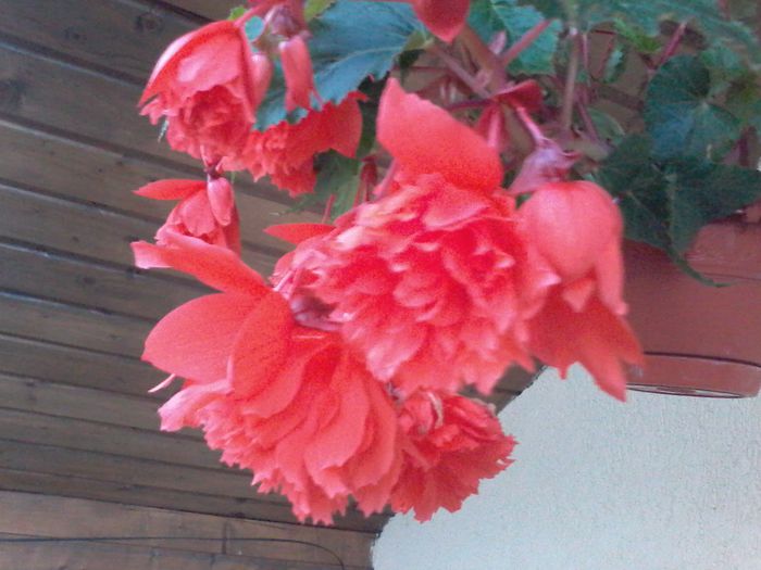 20140701_212243 - begonii 2014 - 2015