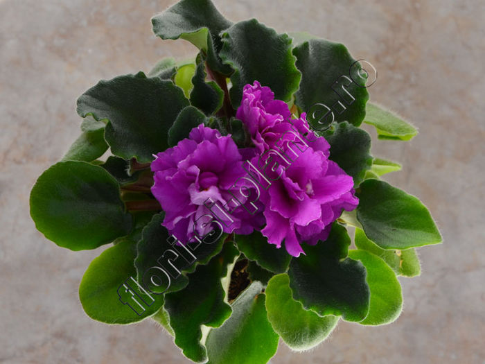 Saintpaulia Ness Cranberry Lace