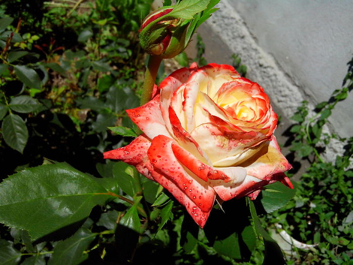 imperatrice kaiserin farah