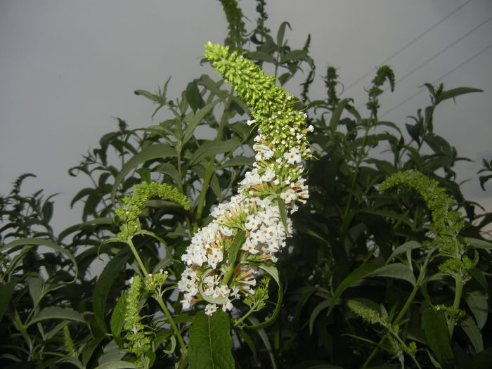 Buddleja davidii White (2014, Jun.23)