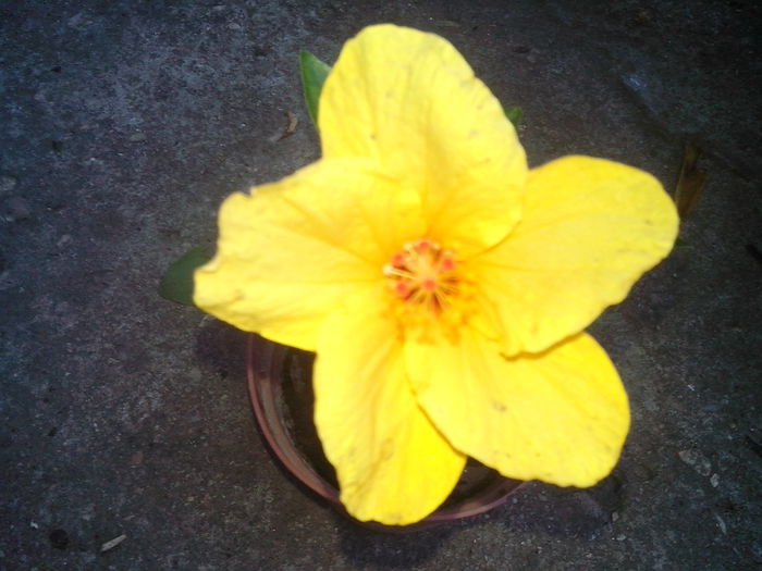 new folder 2 009 - hibiscusi 2014-1