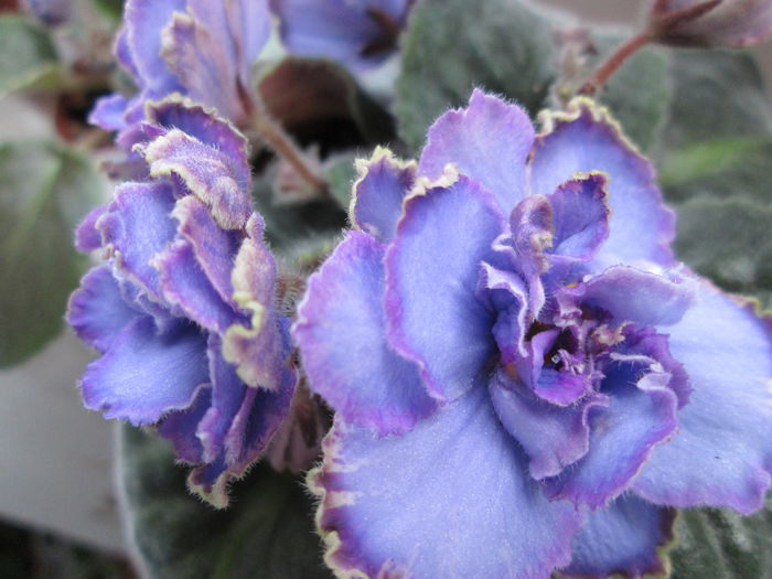 Blue Dragon IMG_2021 - Violete