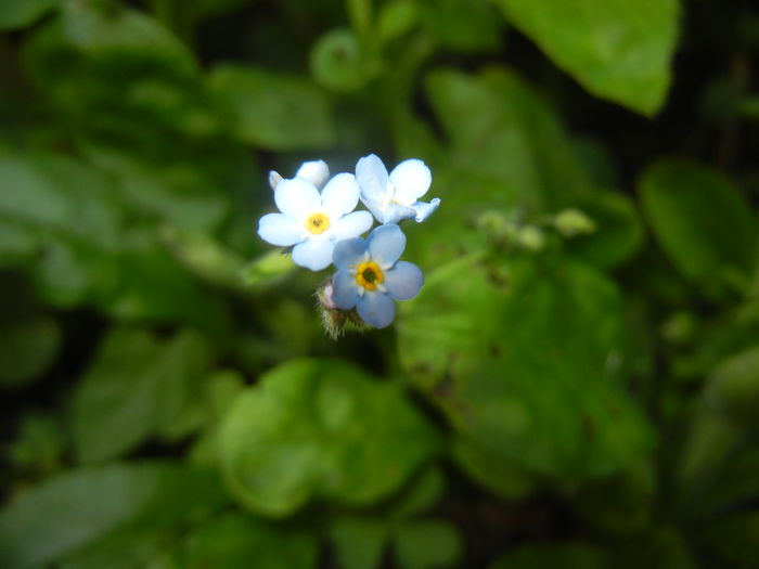 Myosotis alpestris (2014, June 23) - MYOSOTIS Alpestris