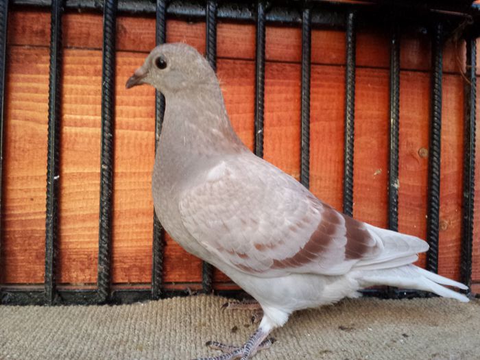 20140616_212827 - E-Amintiri