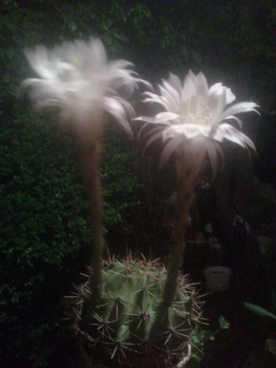 2014-07-01 22.02.54 - cactusi
