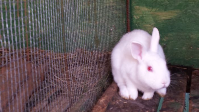 mascul hermelin alb (1) - I--- iepuri
