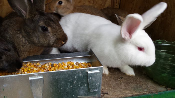 aradeanca, impreuna cu alte femele