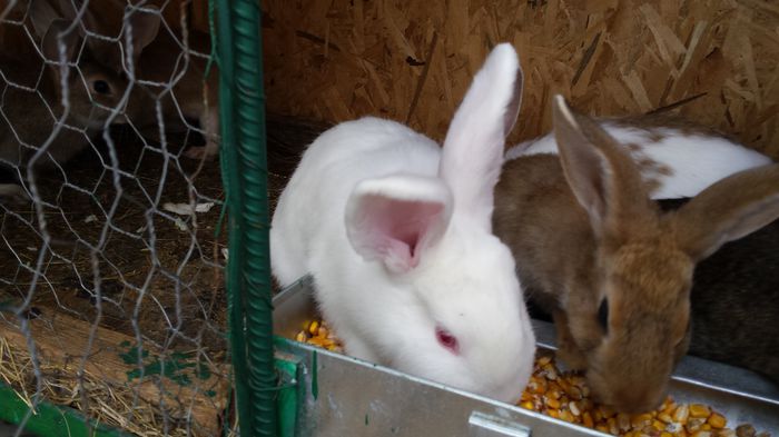 aradeanca impreuna cu inca o femela, la mancare