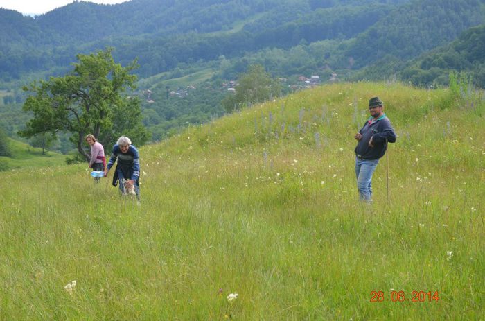 muntii Buzaului