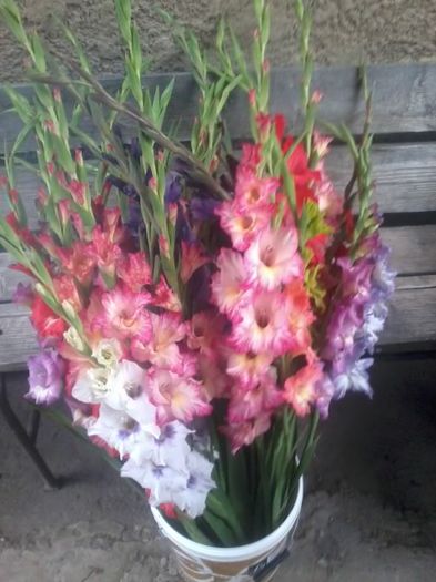 20140630_192414 - Gladiole 2014