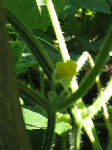 floare kiwano - kiwano