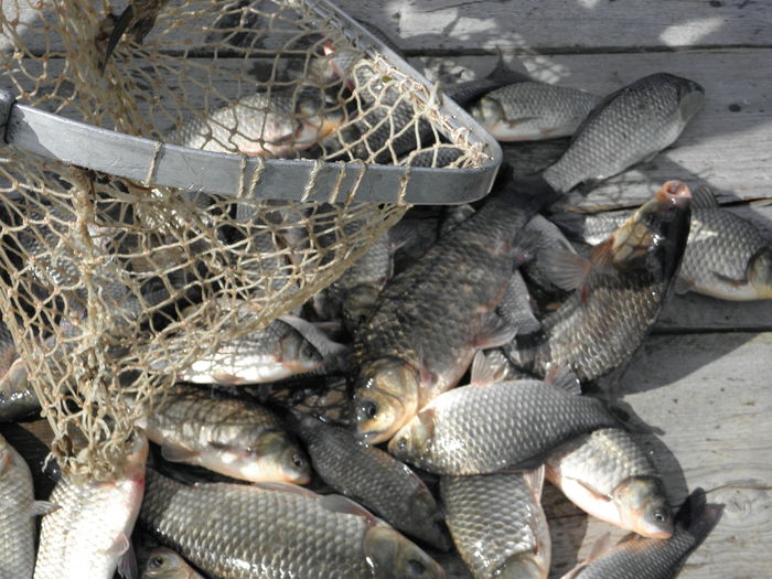 P7010617 - PESCUIT 2014