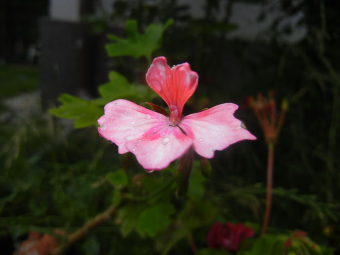 Pink Stellar Geranium (2014, June 23)