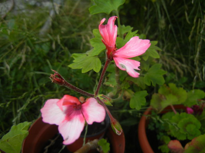 Pink Stellar Geranium (2014, June 27)