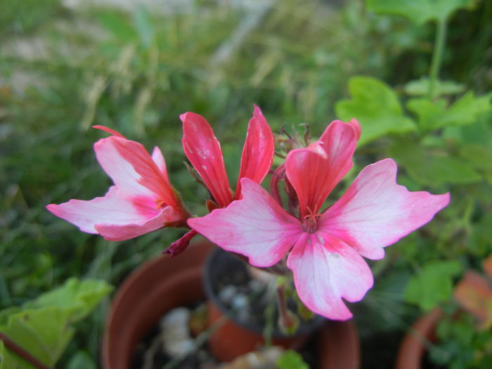 Pink Stellar Geranium (2014, July 01)