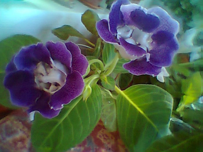 Fotogr.1411 - Flori 2014