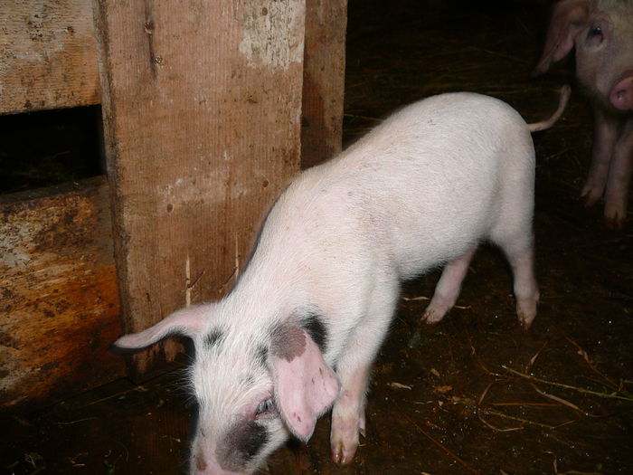 ...inca un vierus neastamparat !!!