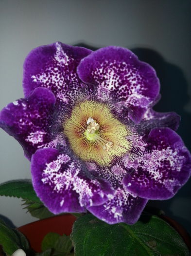 ce sa fie? - Gloxinii 2014