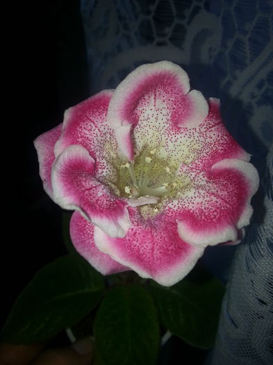 Sharm - Gloxinii 2014