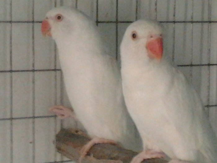 micul alex. alb - papagali2014