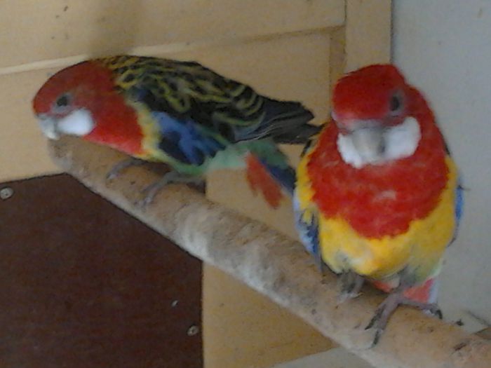 rosella standard