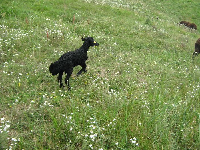 IMG_2746; miel Karakul la 3 saptamani
