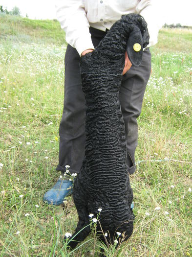 IMG_2744; mascul karakul la 3 saptamani
