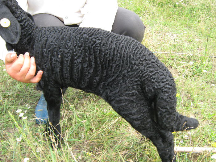 IMG_2741; mascul karakul la 3 saptamani
