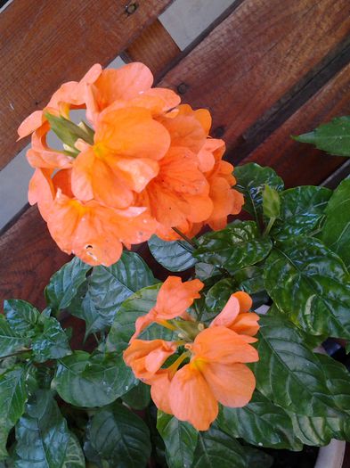 crossandra