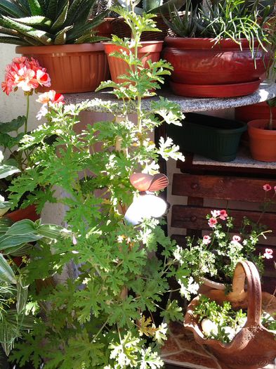 20140702_094538 - iulie 2014