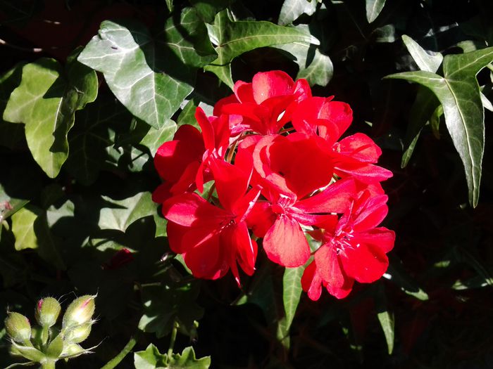 20140702_093630 - iulie 2014