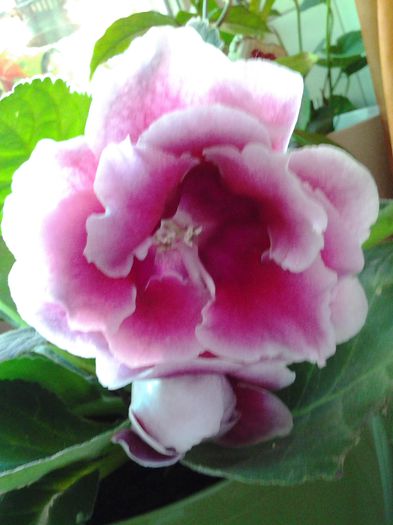 20140702_093307 - iulie 2014