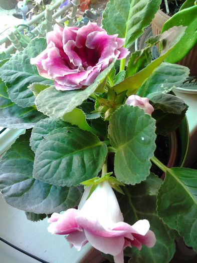 20140702_093320 - iulie 2014